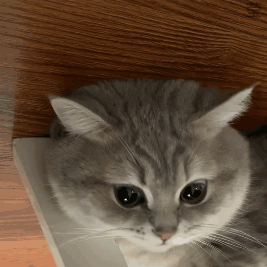 猫咪动图表情包合集 日常聊天斗图必备