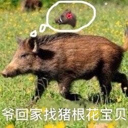 野猪表情包合集来啦