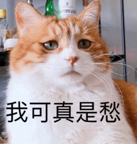 超实用橘猫聊天表情包合集