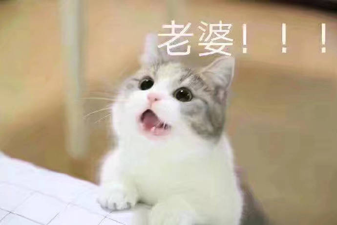 猫咪宠妻表情包合集，甜到齁的撒娇互动