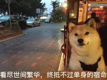 单身狗的真心话大公开