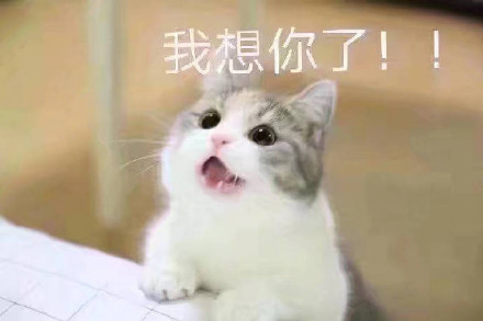 猫咪宠妻表情包合集，甜到齁的撒娇互动