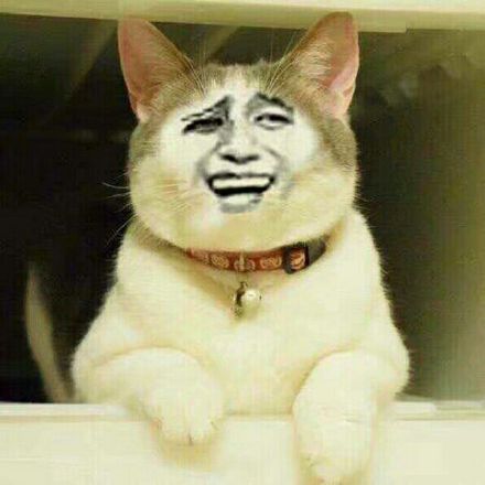 整活党狂喜！这批被玩坏的猫猫头表情包太会整活了
