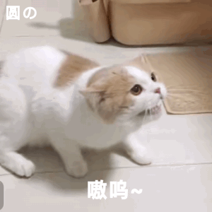 聊天斗图必备！这套猫咪动图表情包太治愈了