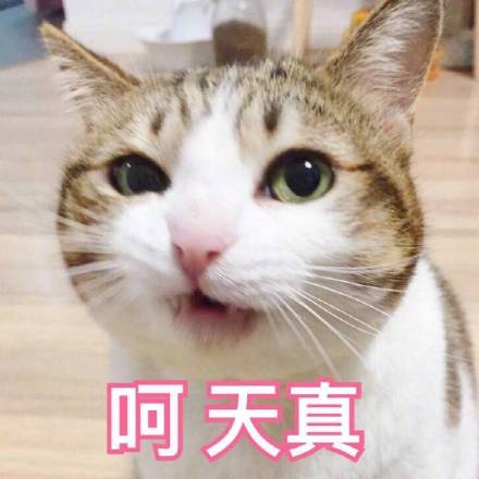 软萌小猫咪表情包合集，斗图聊天直接用