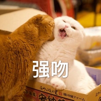 聊天斗图首选！网友最爱的喵星人表情包合集