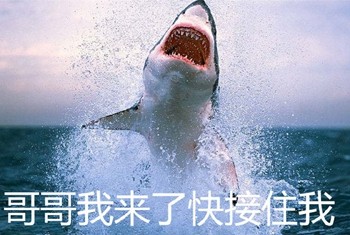 这套鲨鱼沙雕表情包，斗图时直接封神