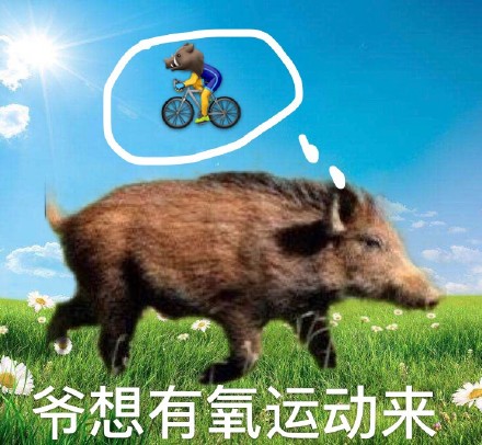 野猪表情包合集来啦