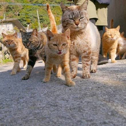 气场拉满的群猫斗图表情包