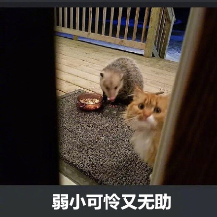 橘猫被竹鼠抢食的搞笑表情包来啦