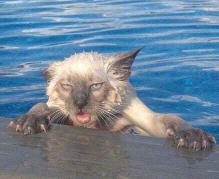 谁懂啊！这套沙雕猫咪表情包真的能笑到打鸣