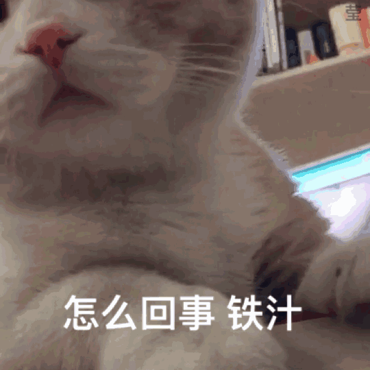 猫咪动图表情包合集 日常聊天斗图必备