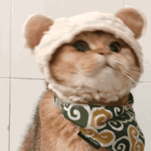 猫咪动图表情包合集 日常聊天斗图必备