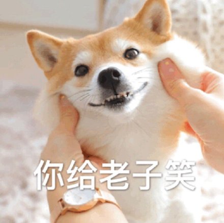 快乐狗子表情包合集来啦