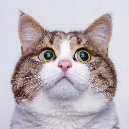 超高清猫咪头像合集来啦