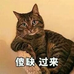 猫咪表情包合集来啦，斗图不用愁