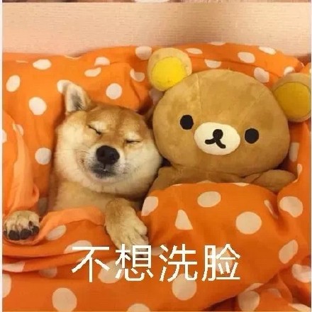 柴犬裹被窝表情包合集