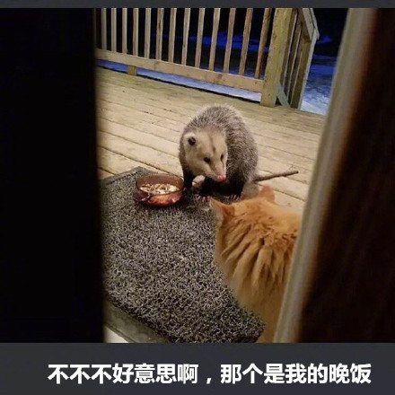 橘猫被竹鼠抢食的搞笑表情包来啦