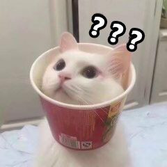 聊天斗图看这里！这套猫咪表情包太好用了