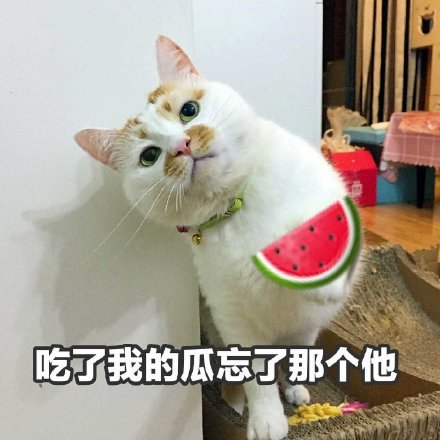 聊天斗图必备！猫咪楼楼表情包合集来啦