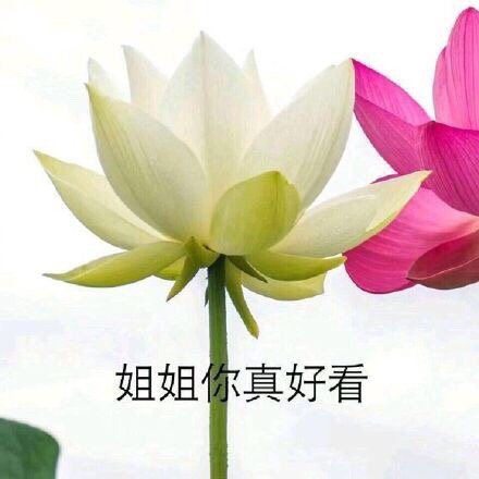 中老年佛系花花表情包来啦