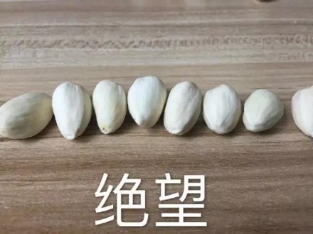 吃开心果配这个表情，简直像在品完一整个人生