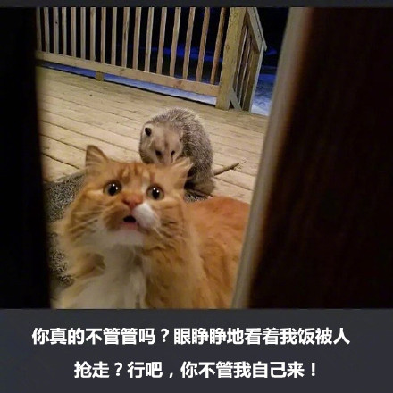 橘猫被竹鼠抢食的搞笑表情包来啦