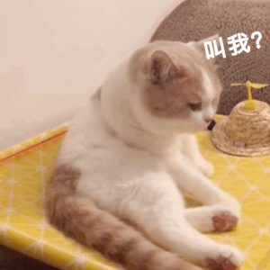 聊天斗图必备！这套猫咪动图表情包太治愈了