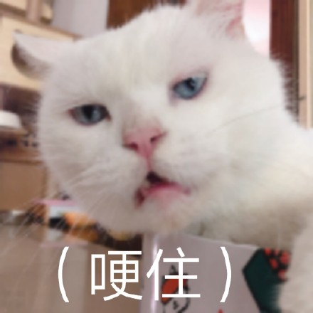 救命！这组猫咪表情包也太会演了吧