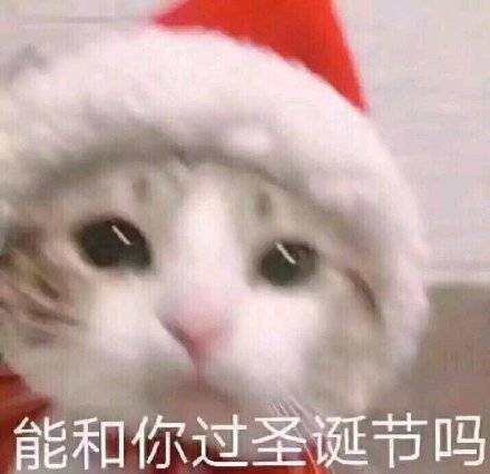 圣诞猫咪表情包合集来啦