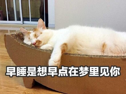 聊天斗图必备！猫咪楼楼表情包合集来啦