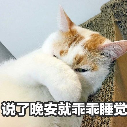 聊天斗图必备！猫咪楼楼表情包合集来啦