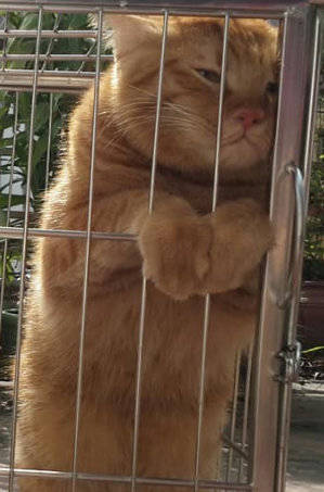 跟男友吵完架后的我，这套猫咪表情包太贴脸了