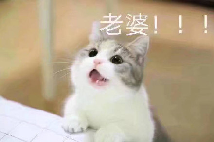 猫咪宠妻表情包合集，甜到齁的撒娇互动