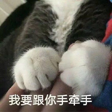 软萌小猫咪表情包合集，斗图聊天直接用