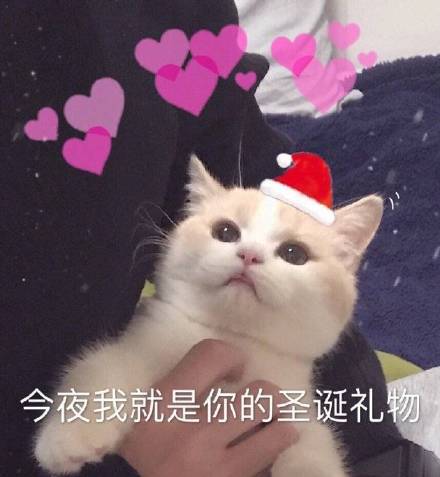 圣诞猫咪表情包合集来啦