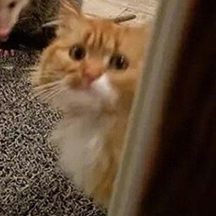 橘猫被竹鼠抢食的搞笑表情包来啦