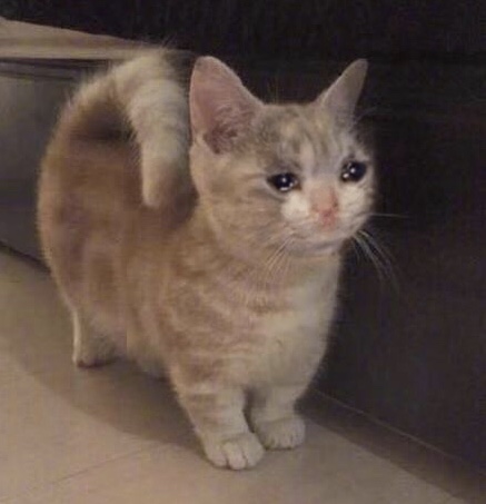 超火流泪猫猫头表情包合集