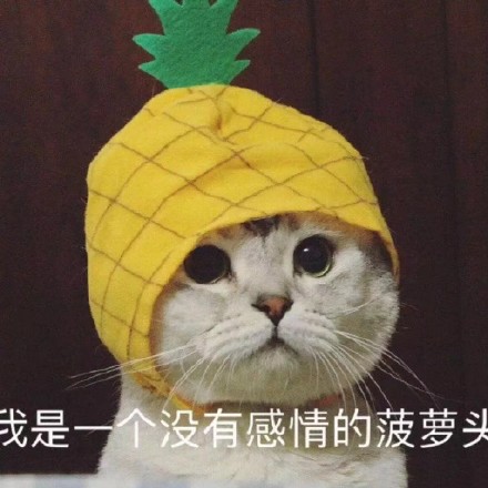 超治愈！可爱小猫咪情侣头像合集
