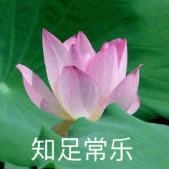 佛系荷花表情包来啦！