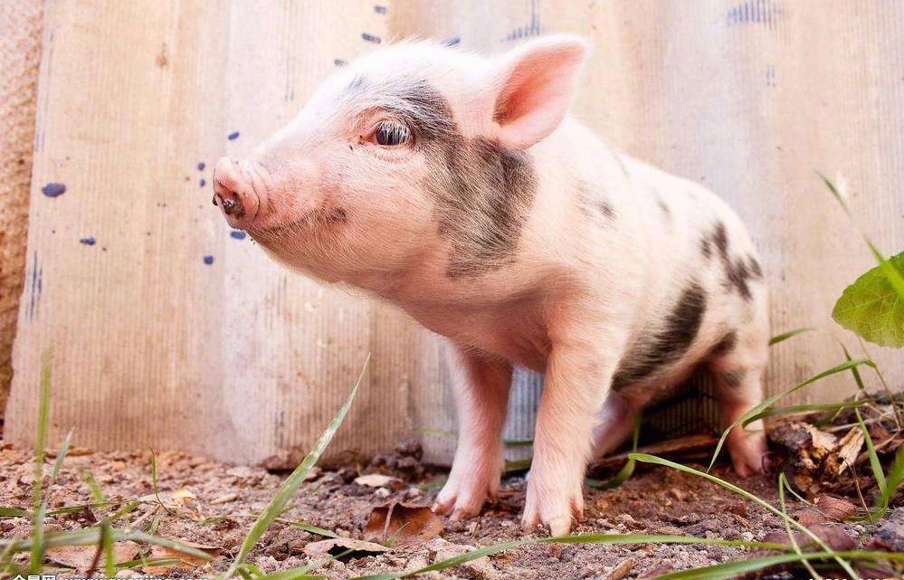 猪猪版十年对比挑战表情包