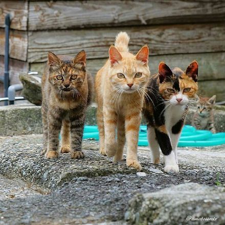 社交聊天必备！社会猫系列表情包合集
