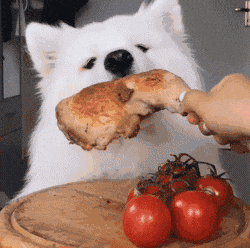 萨摩吃播动图合集来啦