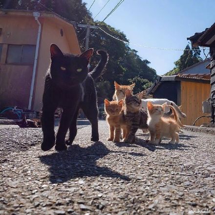社交聊天必备！社会猫系列表情包合集