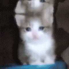 哭唧唧的猫咪动态表情包来啦