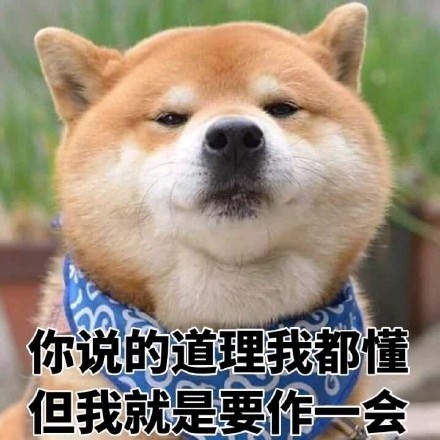 超实用柴犬表情包合集 聊天斗图必备