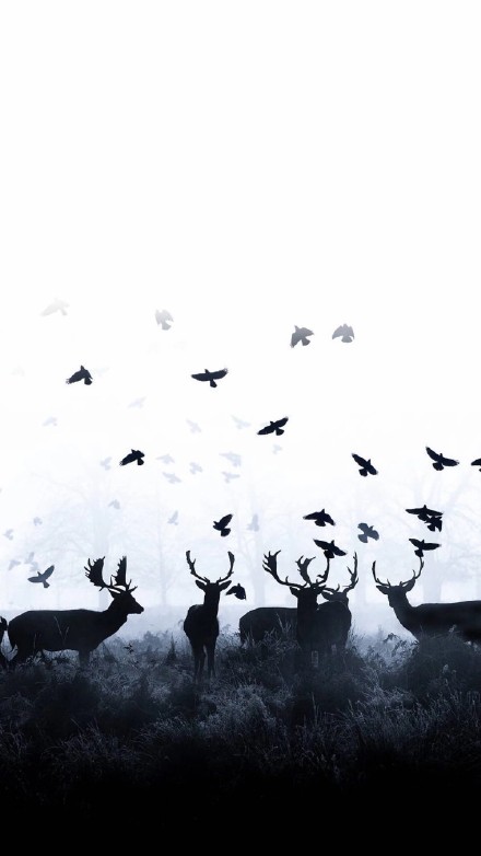 这里有一组质感拉满的黑白壁纸