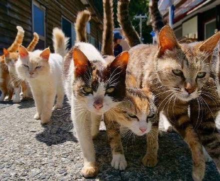 气场拉满的群猫斗图表情包