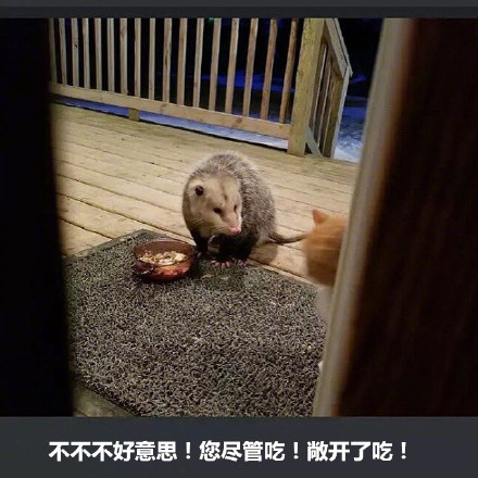 橘猫被竹鼠抢食的搞笑表情包来啦