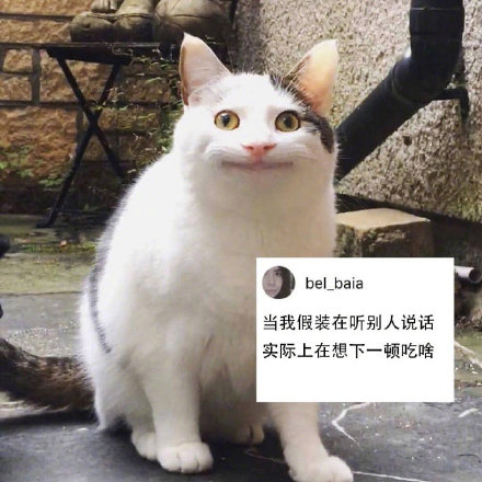 社恐狂喜！这套尬笑猫咪表情包精准戳中日常社死瞬间